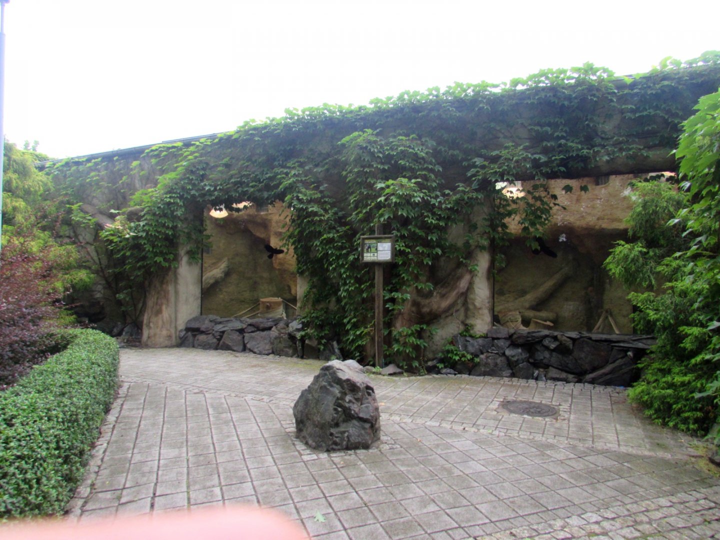 Gorilla inside enclosure - observation windows