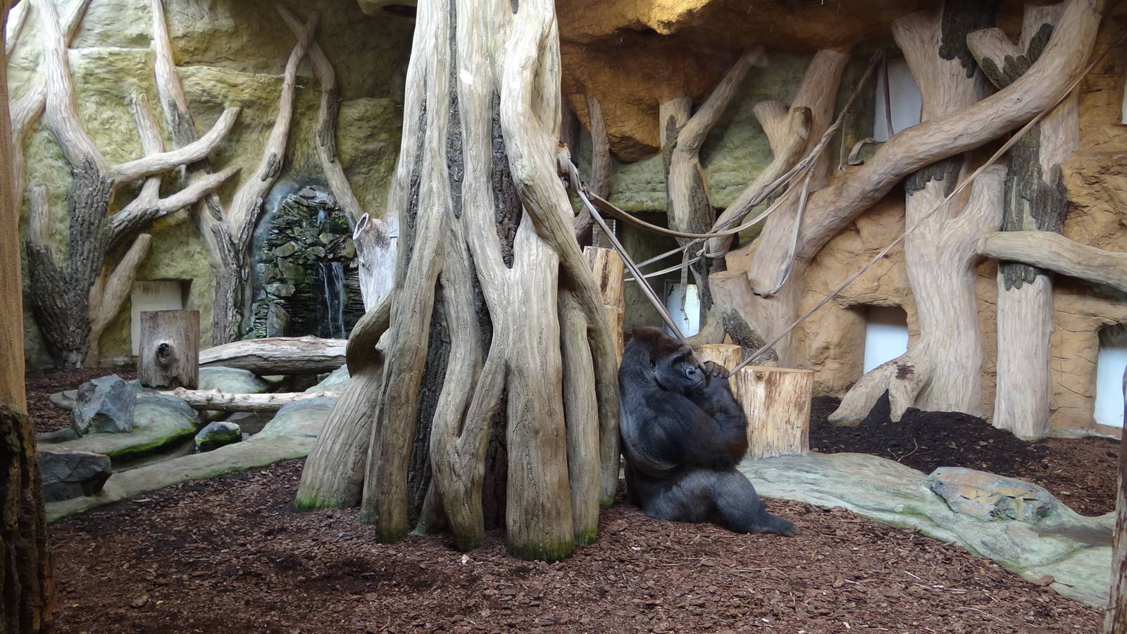 Gorilla inside enclosure