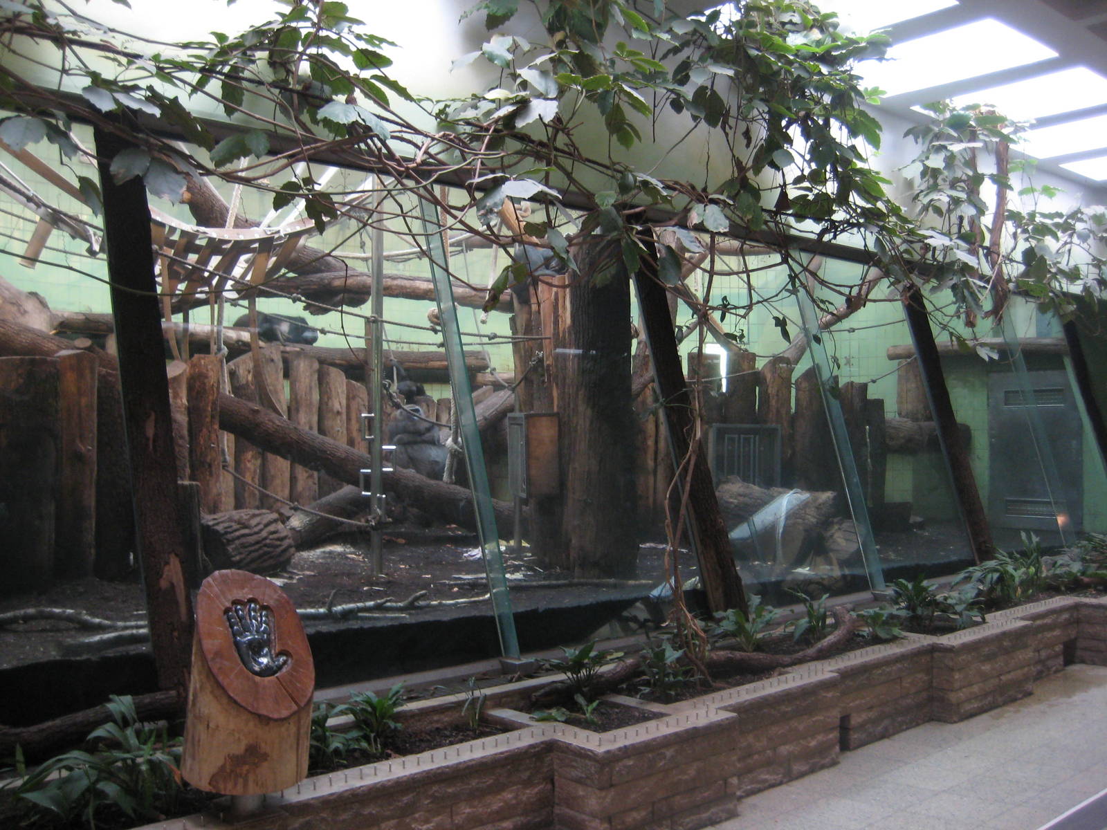 Gorilla Inside Exhibit