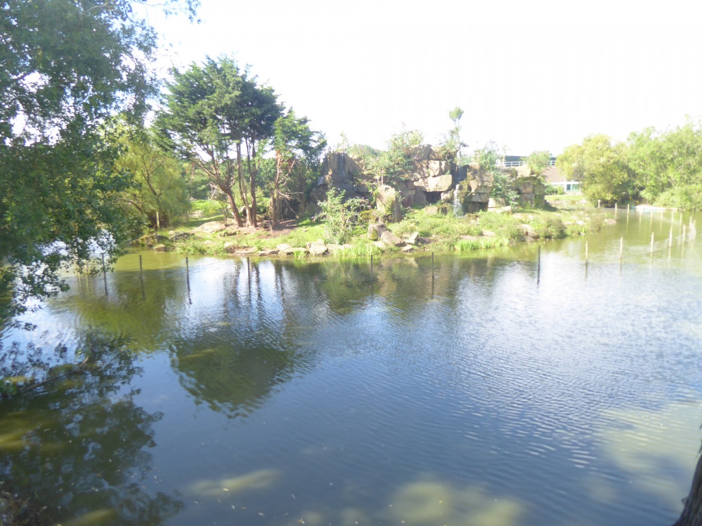 Gorilla Island 040817