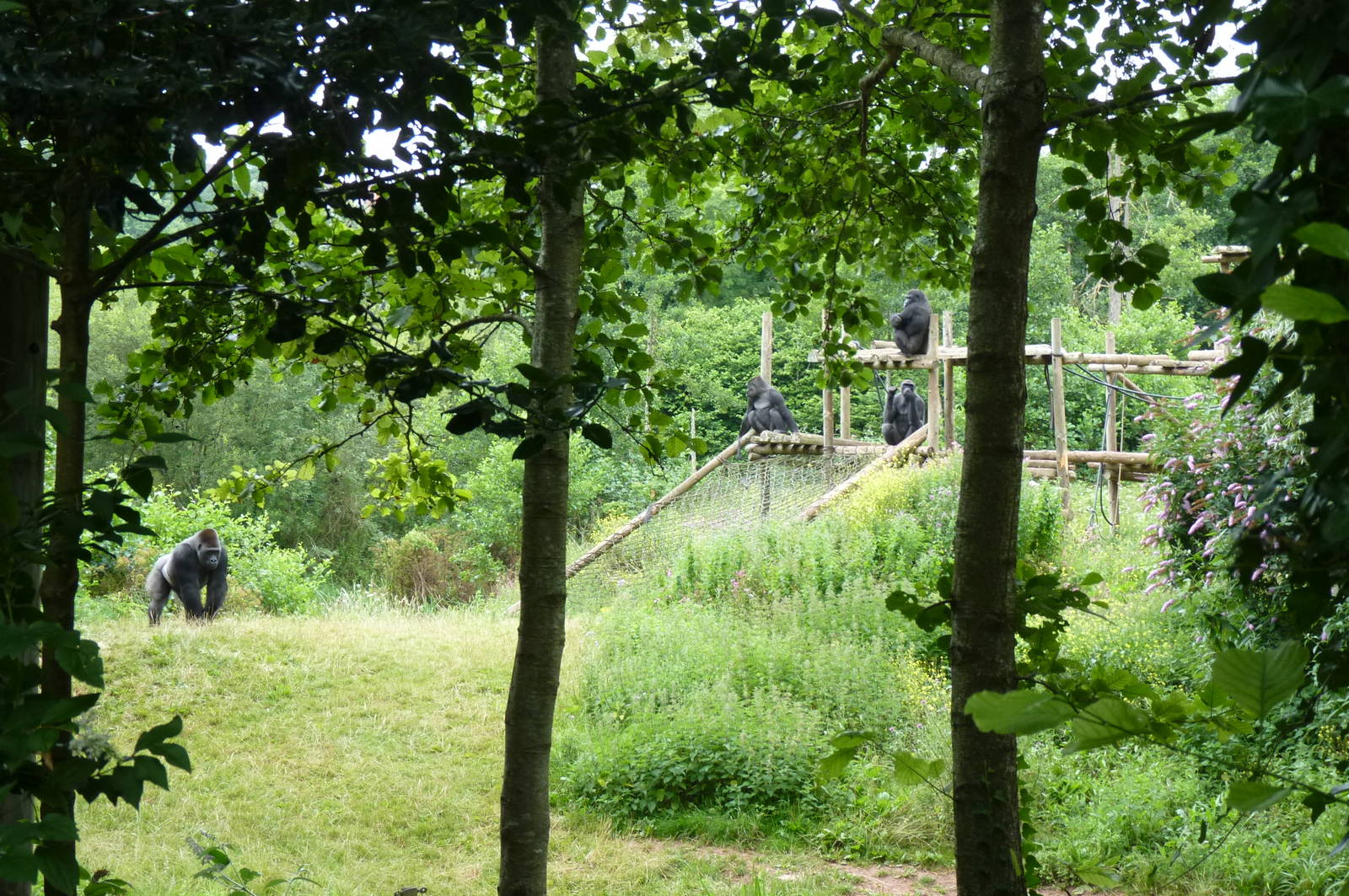 Gorilla Island, 1 August 2012