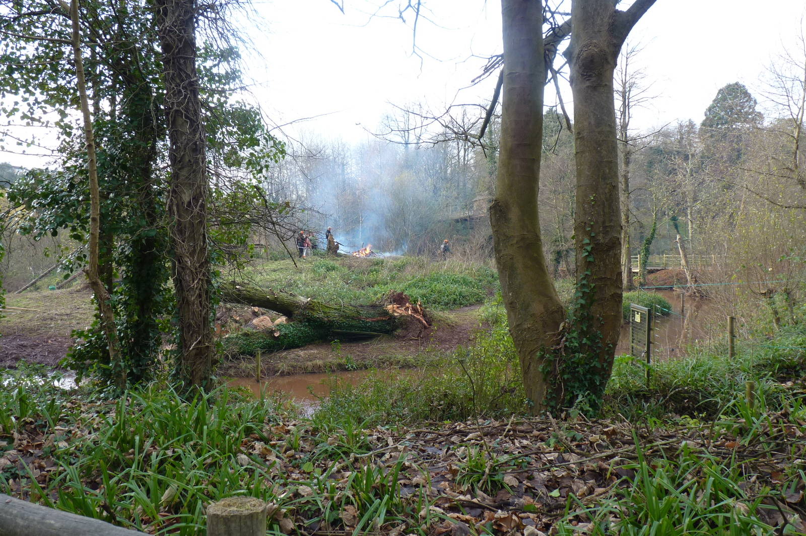 Gorilla Island, 12 December 2012