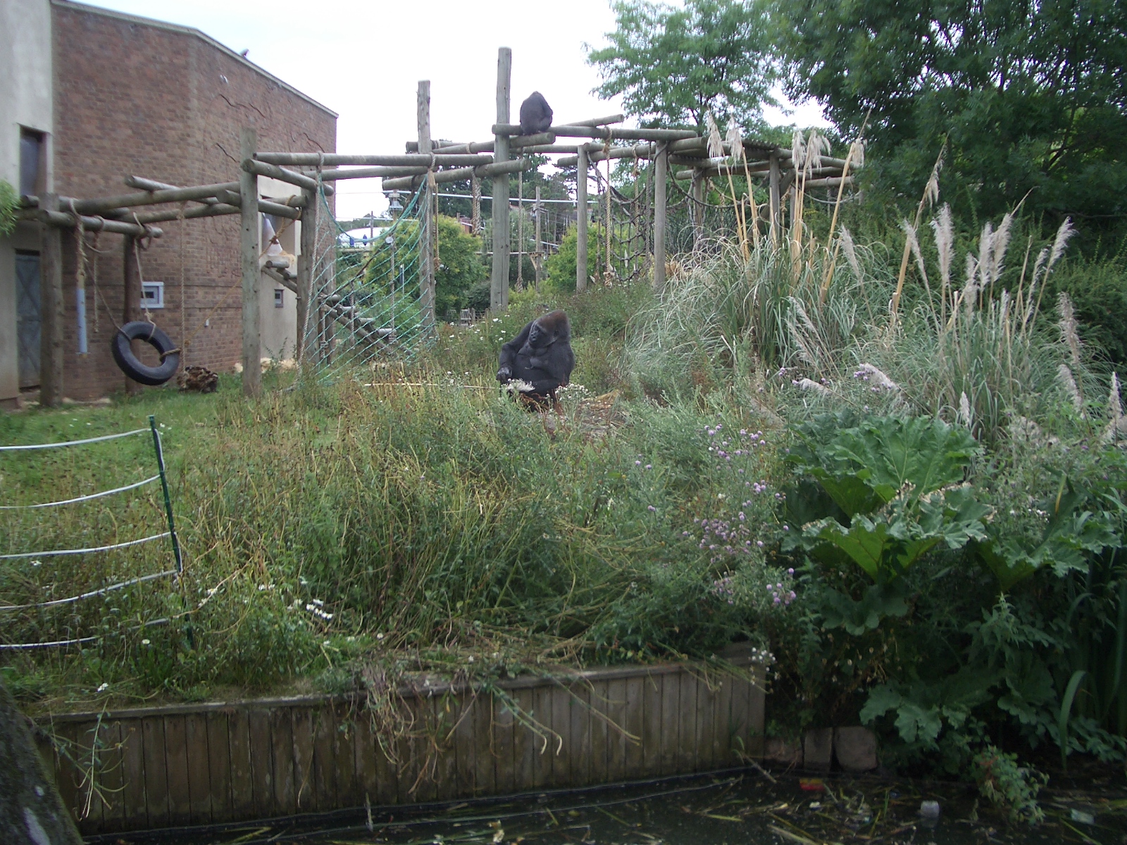 Gorilla Island - 24.07.2010