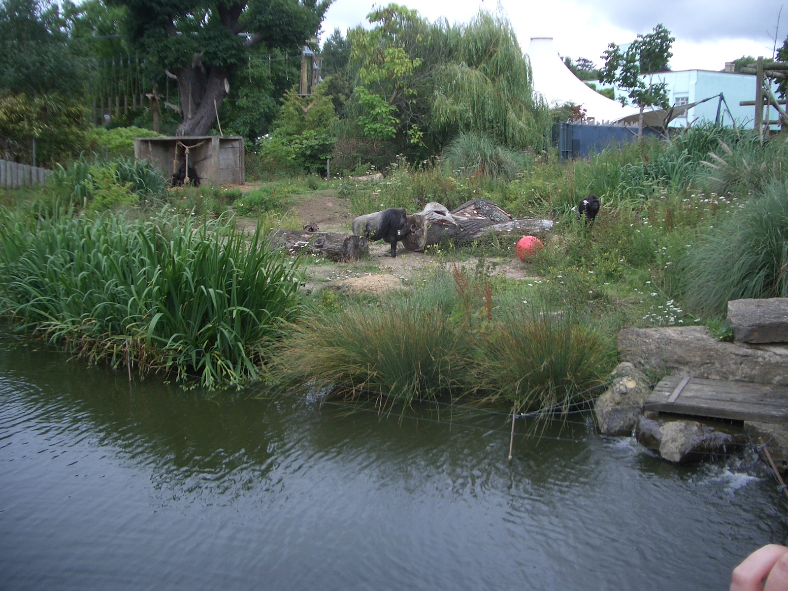 Gorilla Island - 24.07.2010