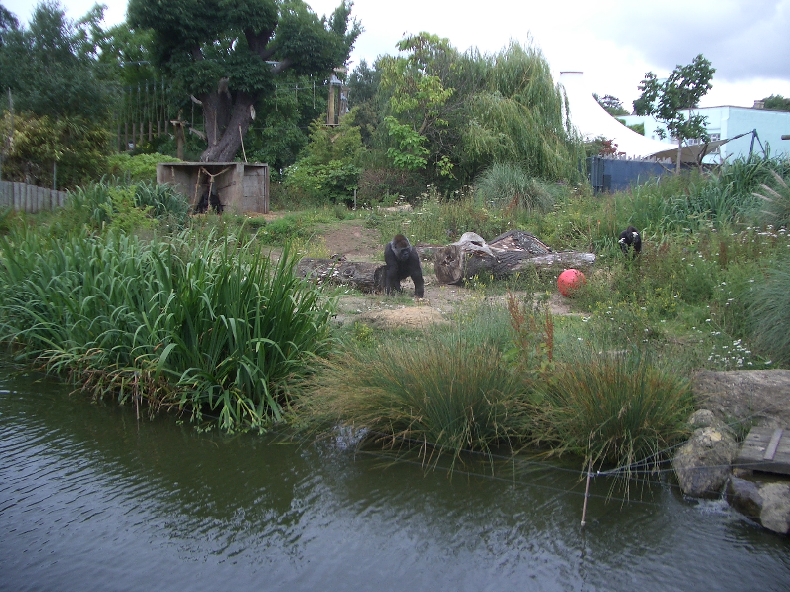 Gorilla Island - 24.07.2010