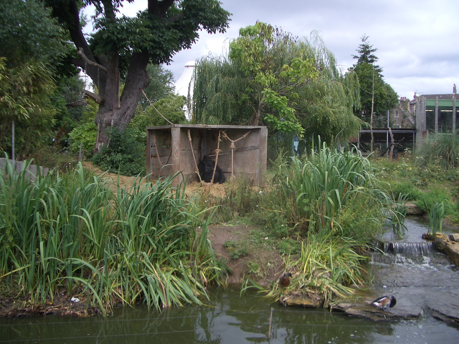 Gorilla Island - 24.07.2010