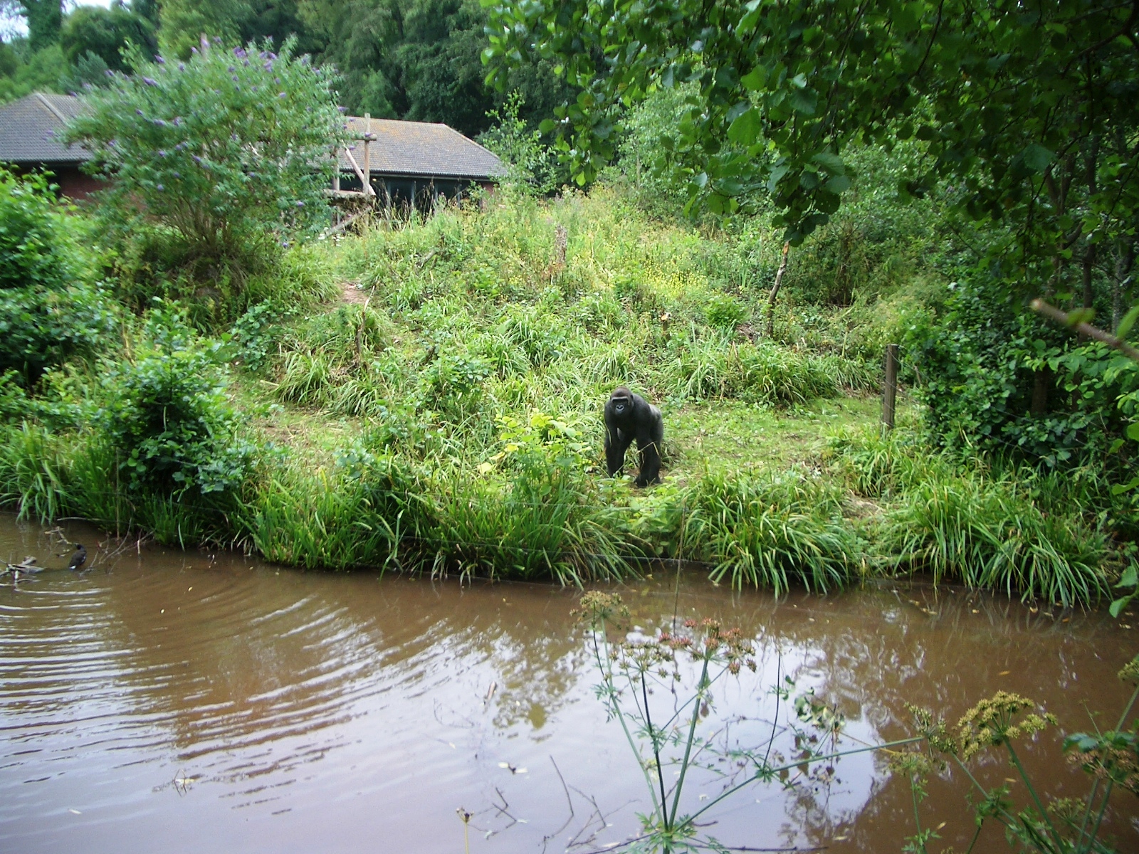 Gorilla Island - 27.07.2010