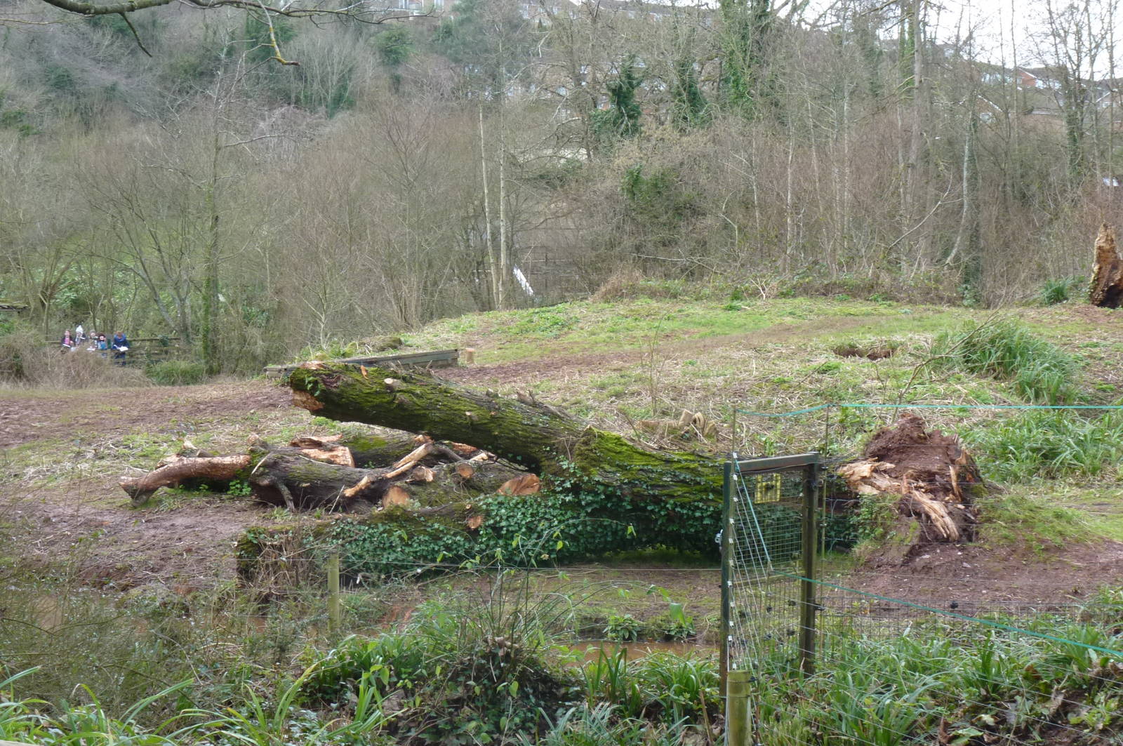 Gorilla Island, 6 February 2013