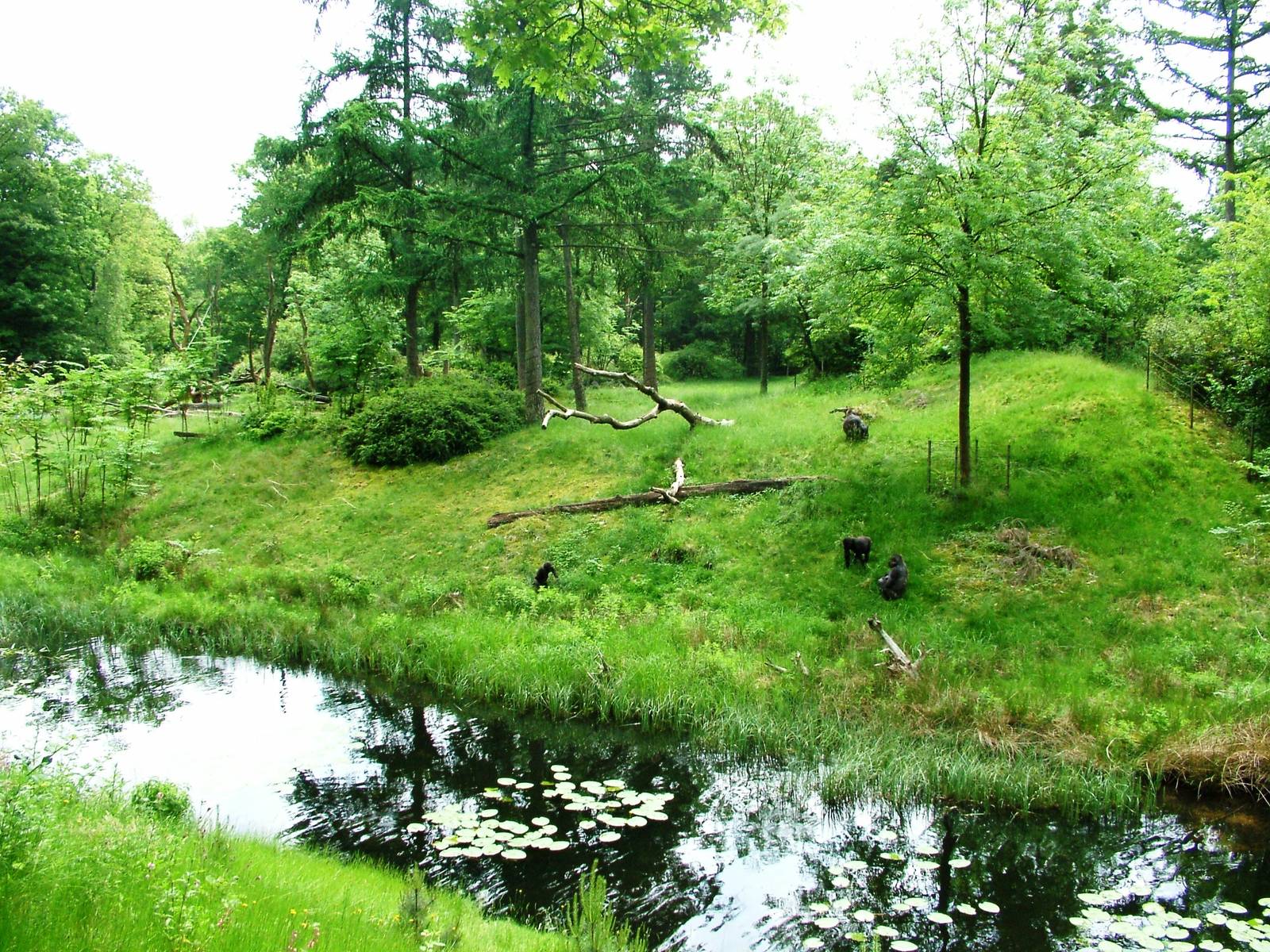 Gorilla Island at Apenheul, 30/05/12