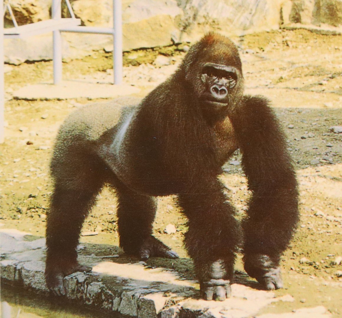 Gorilla Jilang （1980s）