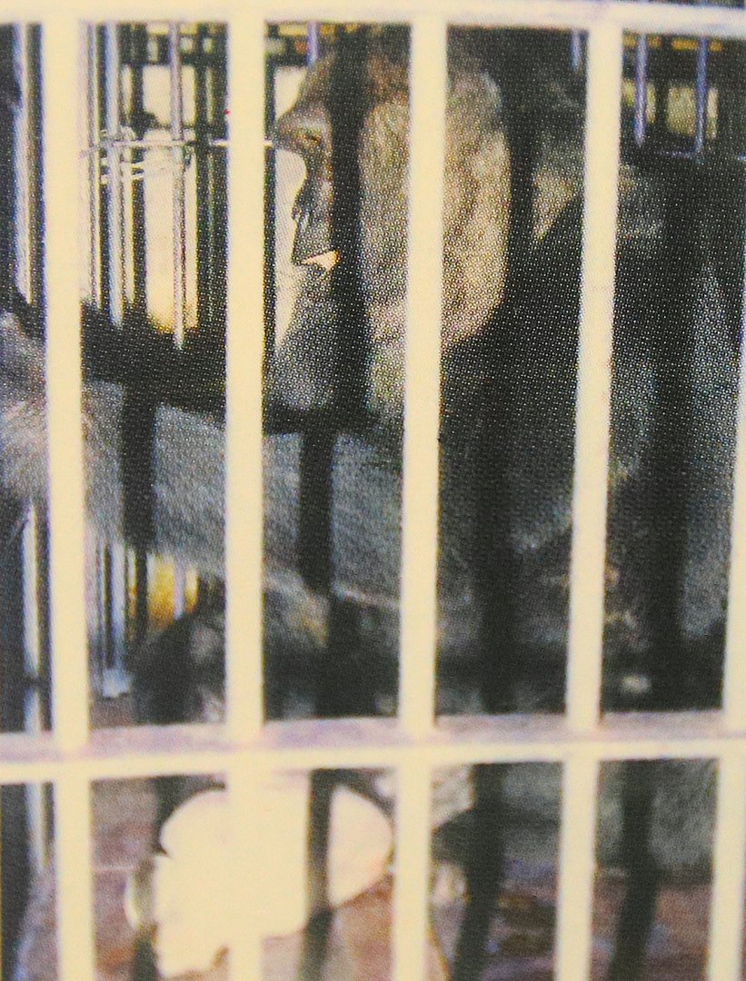 Gorilla Jilang （1980s）