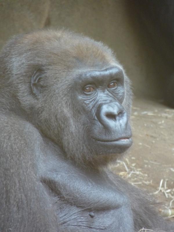 Gorilla Julchen