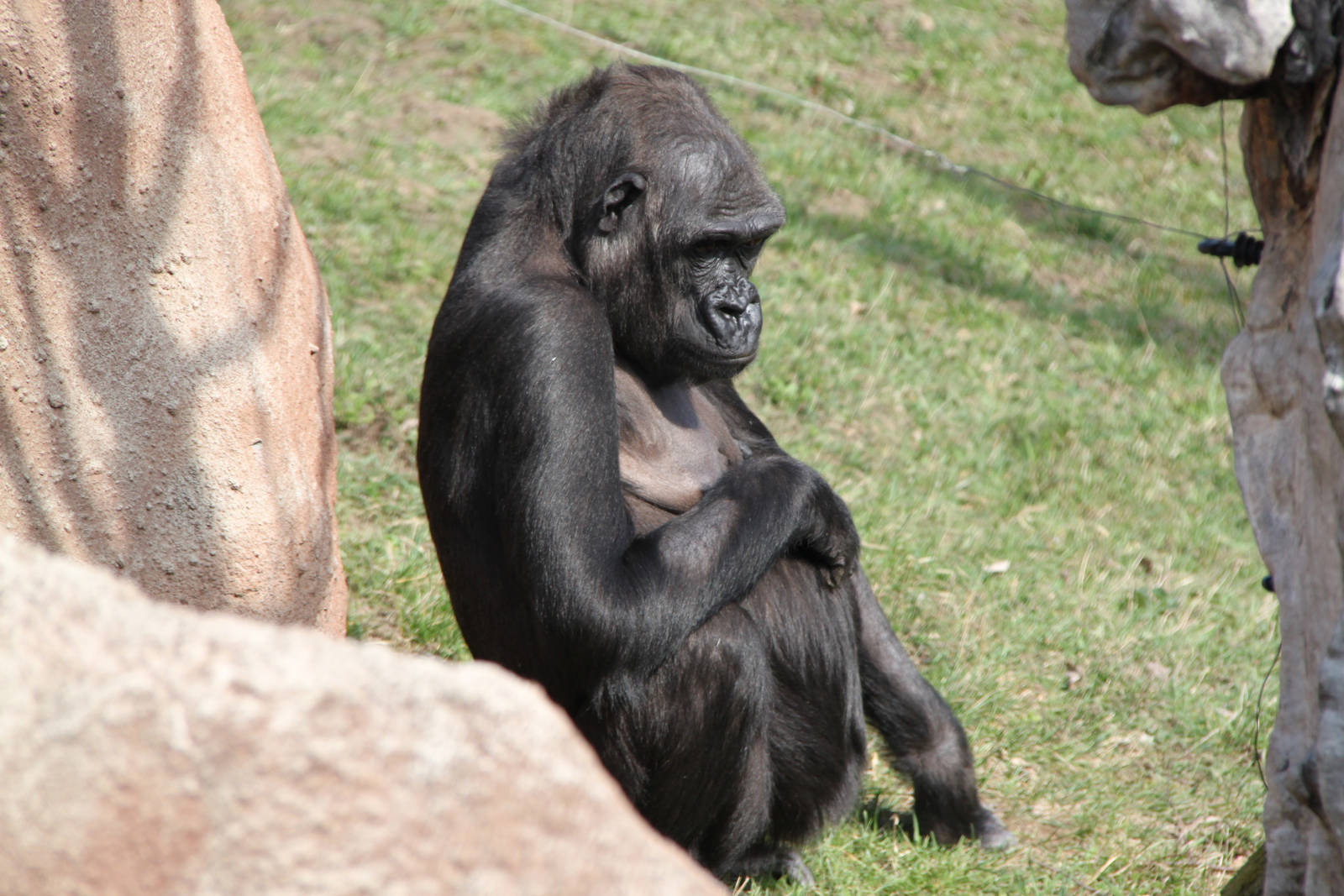 Gorilla Kijivu
