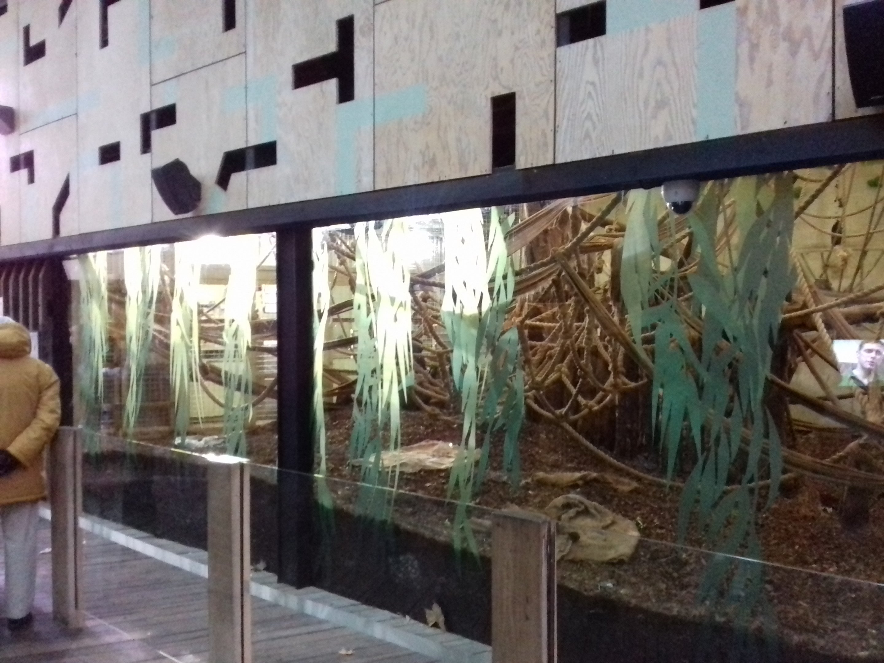 Gorilla Kingdom 12/01/2019