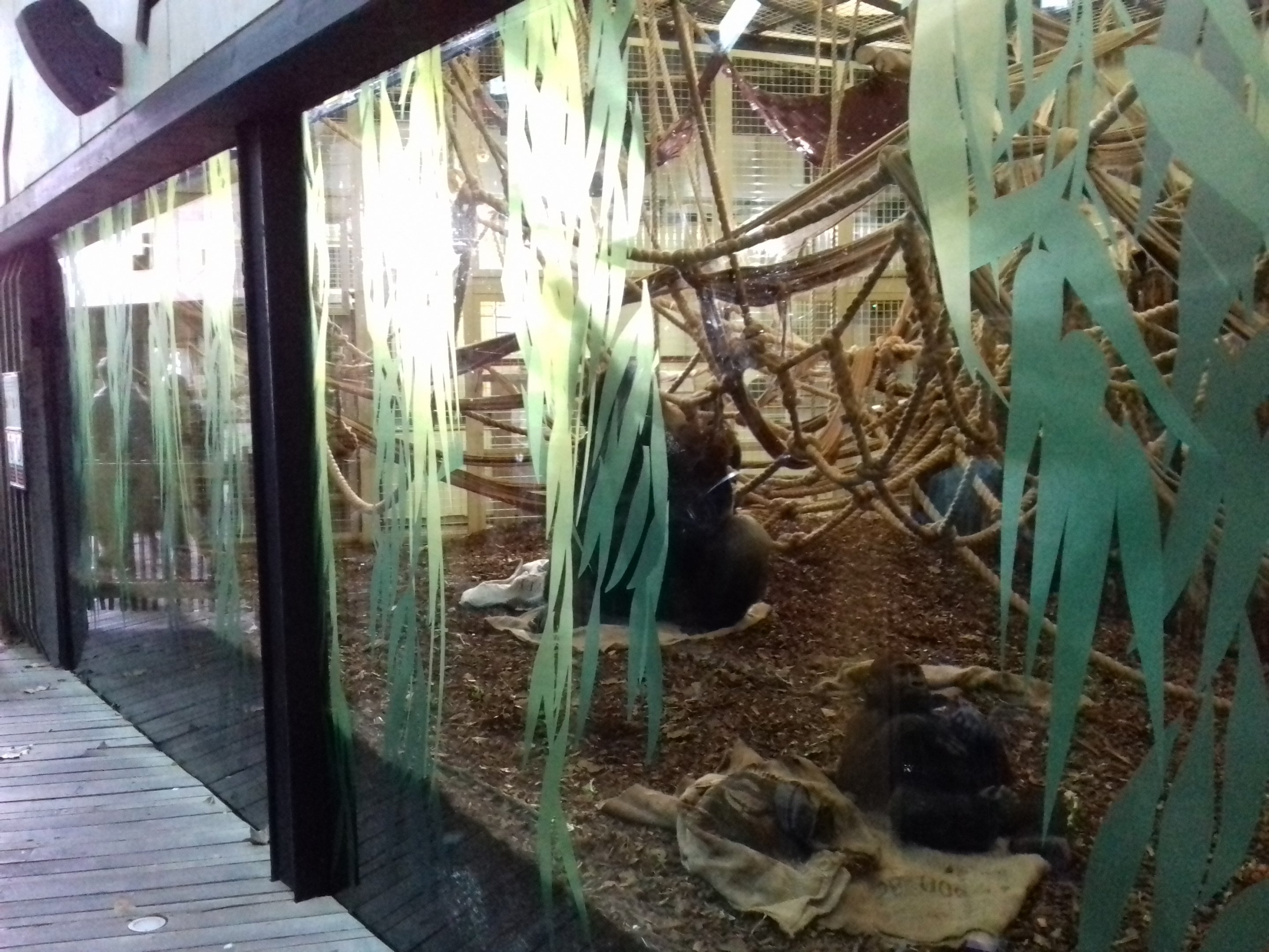 Gorilla Kingdom 12/01/2019