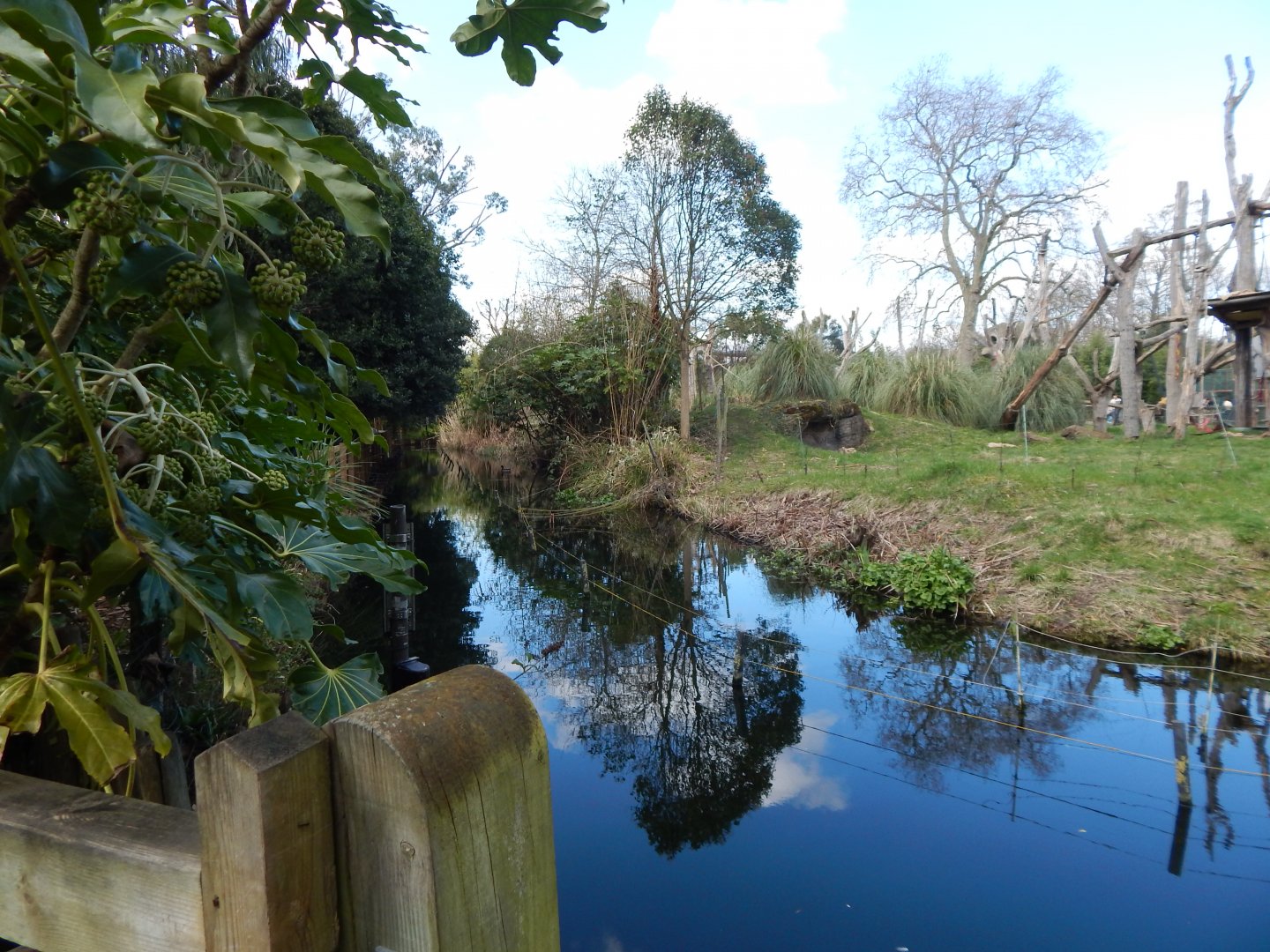 Gorilla Kingdom 180322