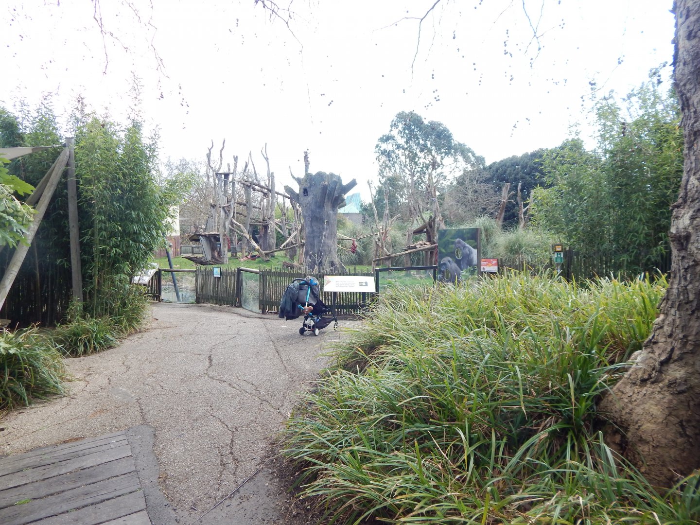 Gorilla Kingdom 180322