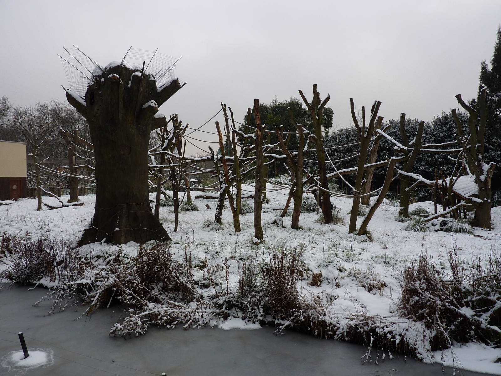 Gorilla Kingdom in the snow