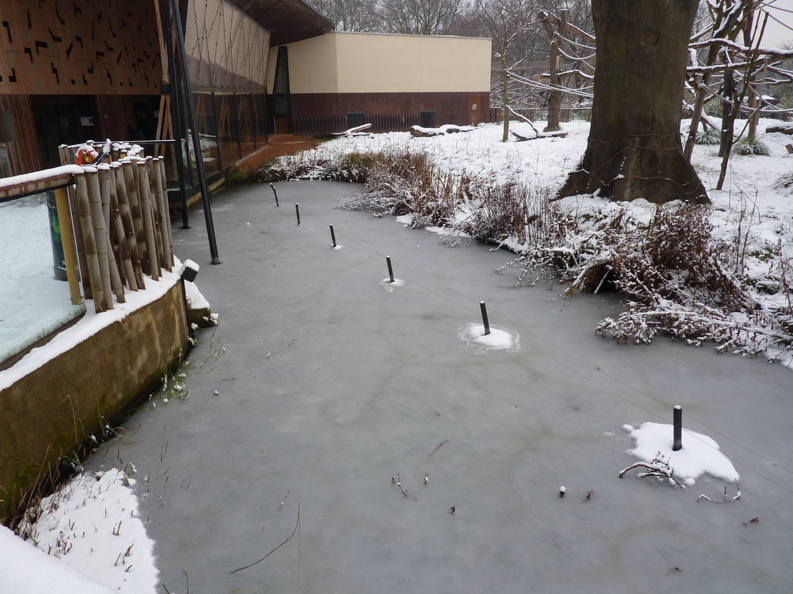 Gorilla Kingdom in the snow