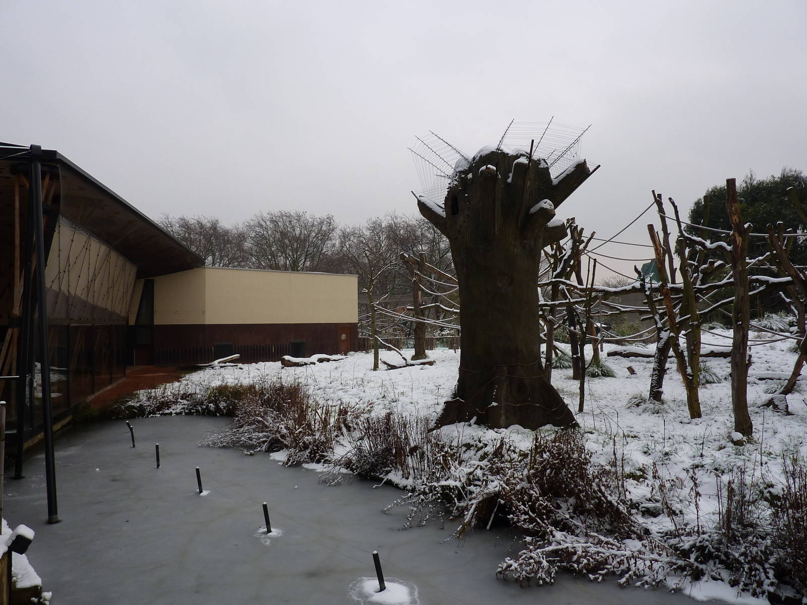 Gorilla Kingdom in the snow