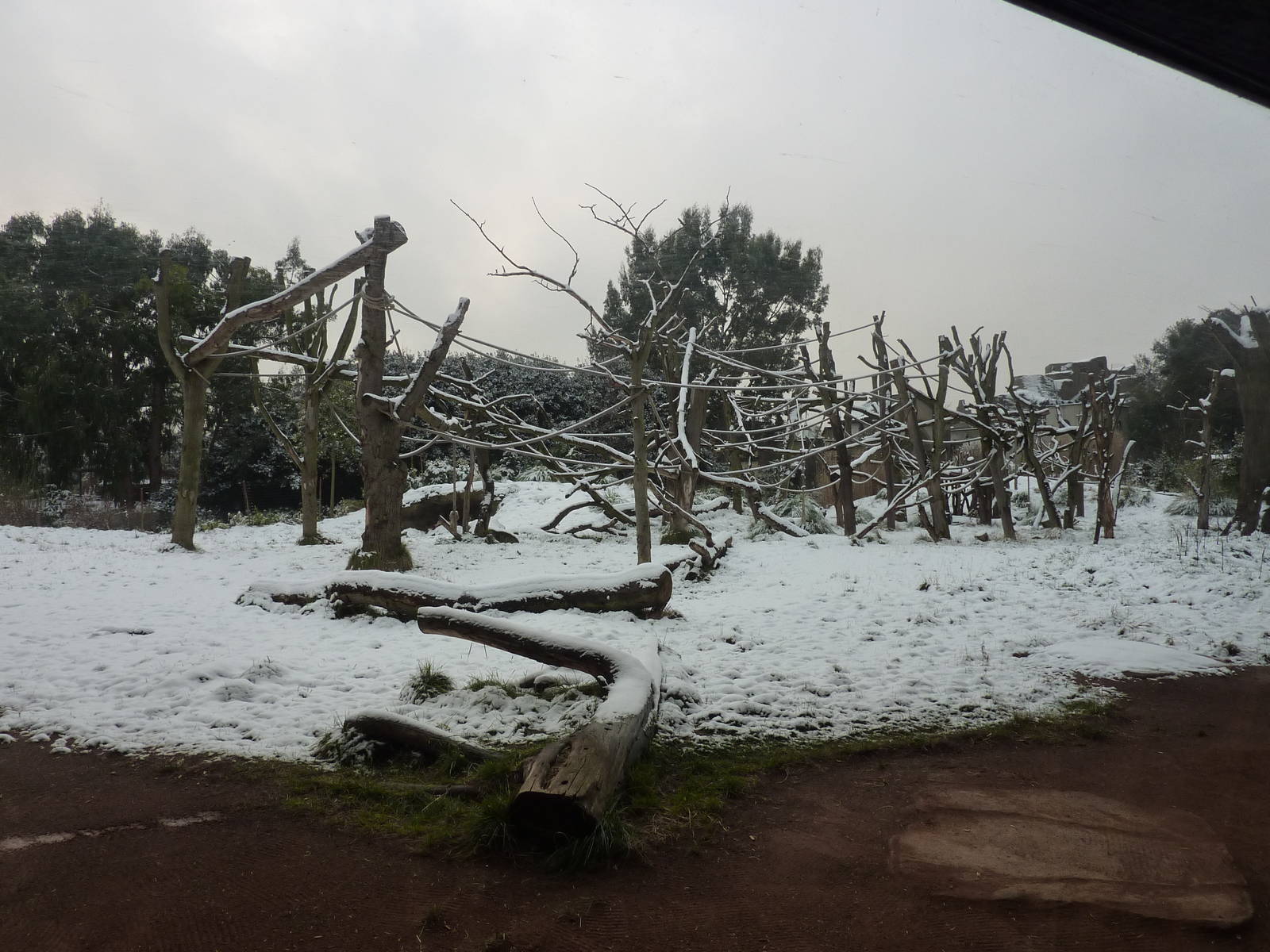 Gorilla Kingdom in the snow