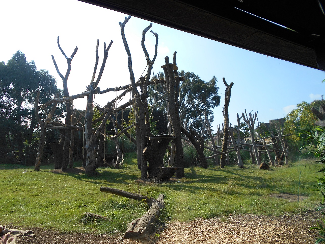 Gorilla Kingdom refurbishment - 04/10/2015