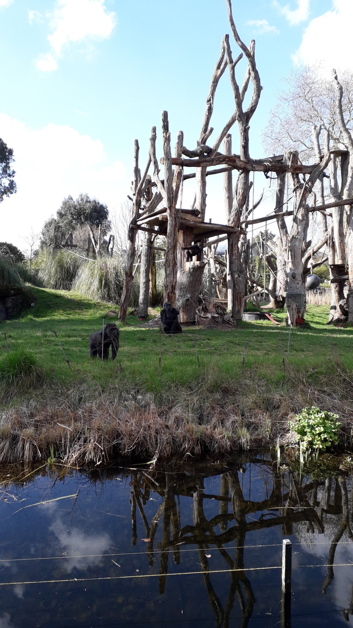 Gorilla Kingdom scatter feed