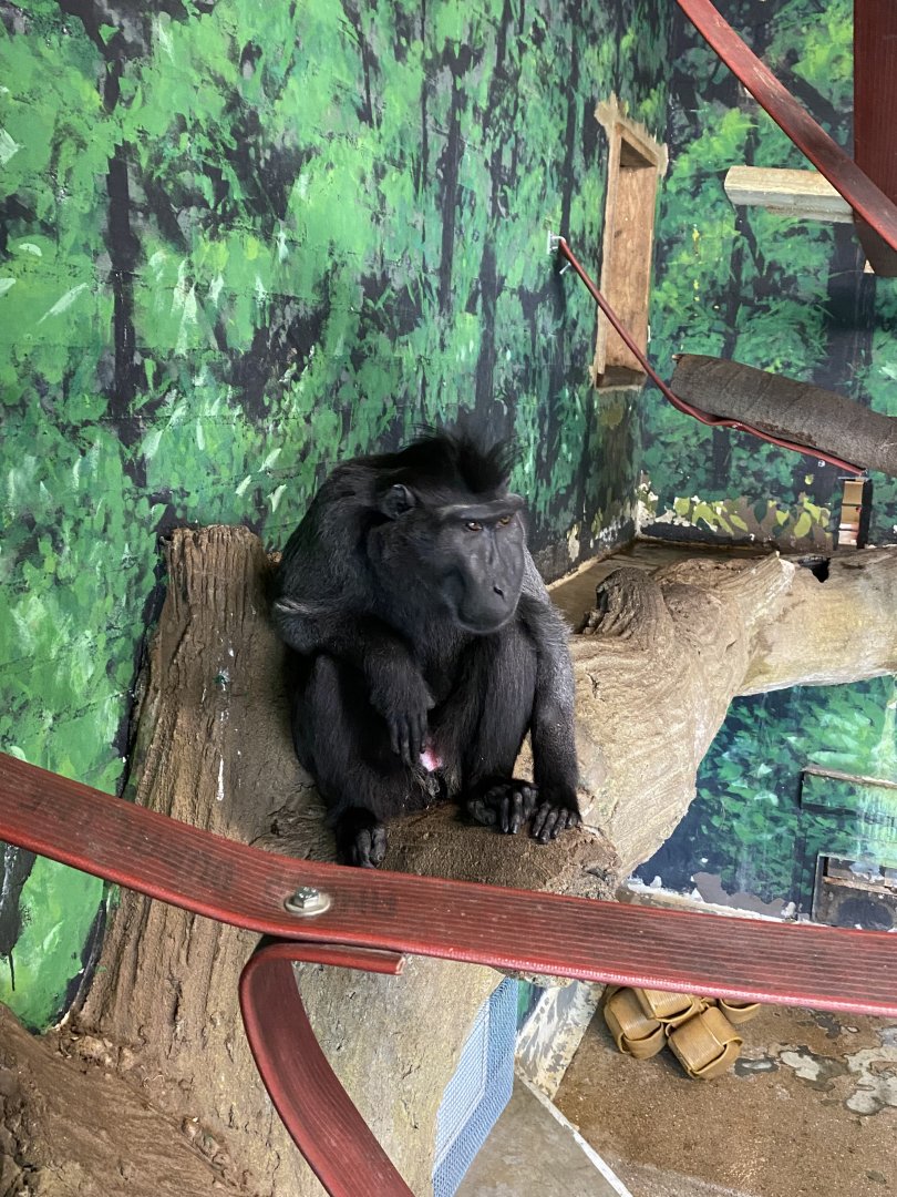 Gorilla Kingdom - Sulawesi crested macaque 180322