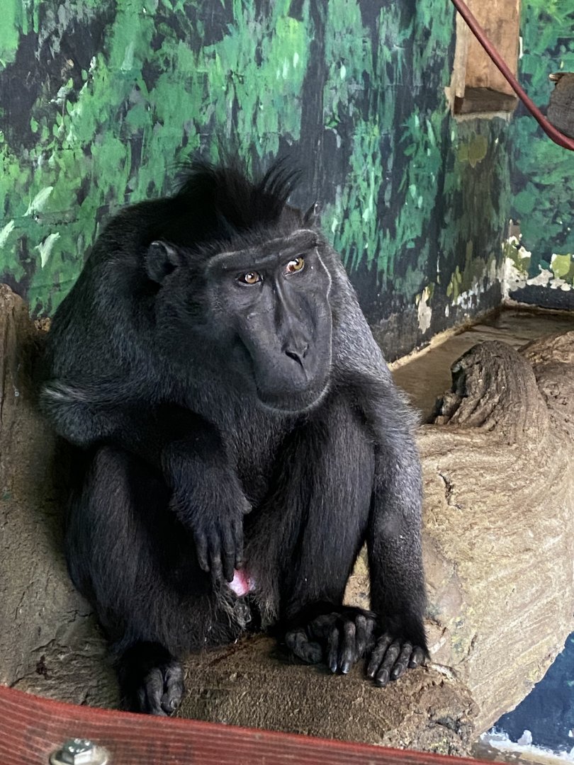 Gorilla Kingdom - Sulawesi crested macaque 180322