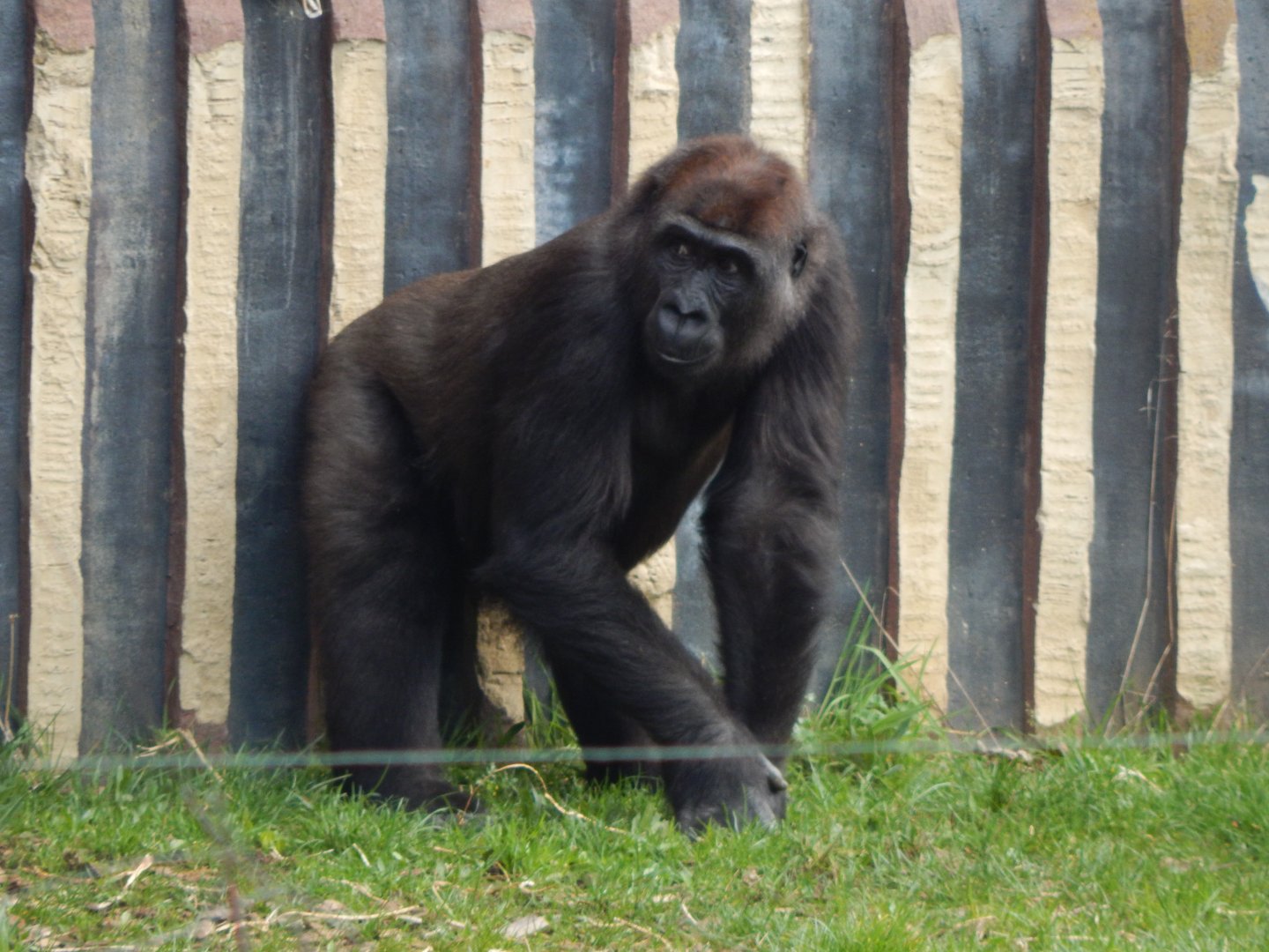 Gorilla Kingdom - Western lowland gorilla 180322