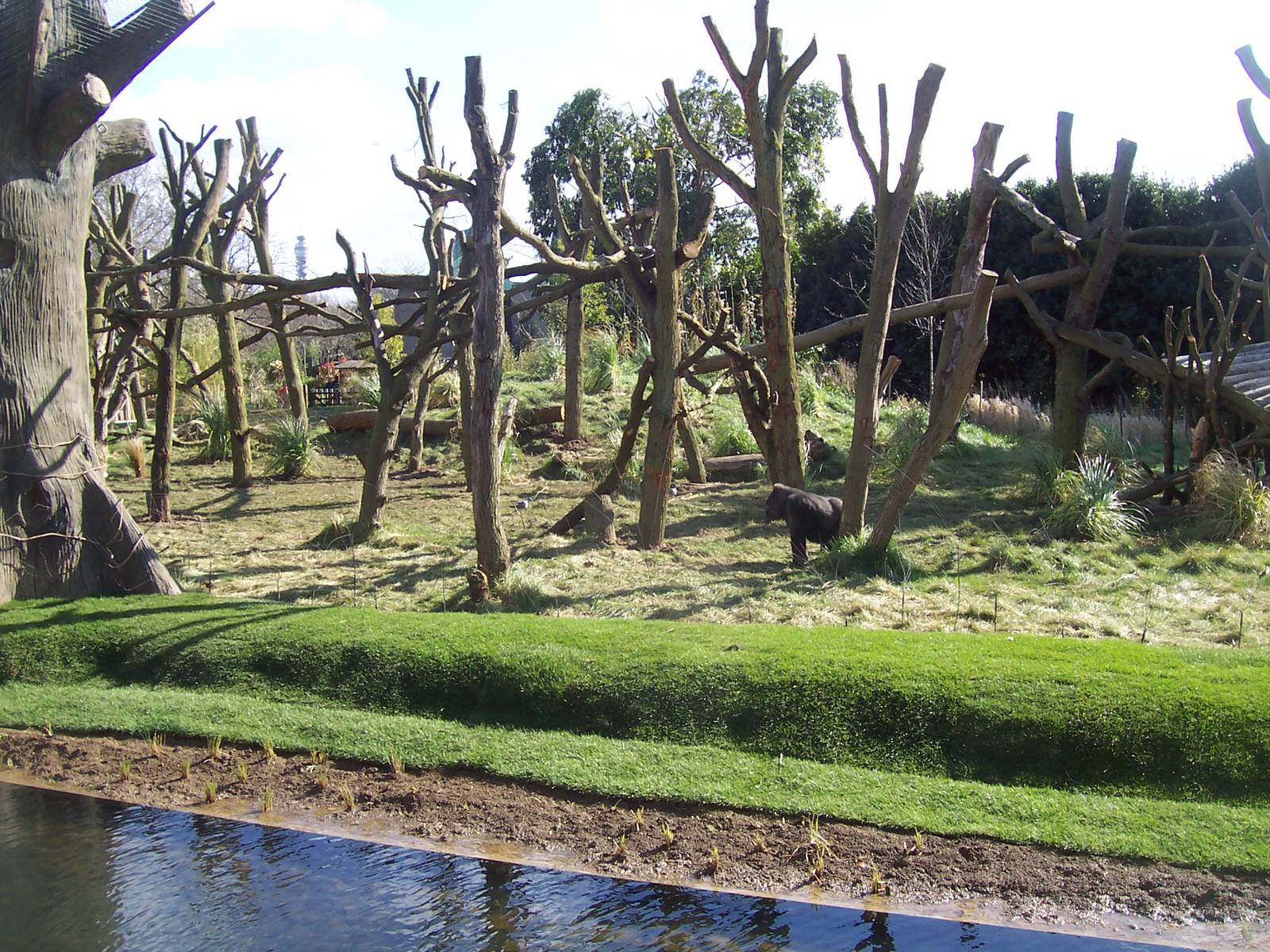 Gorilla Kingdom