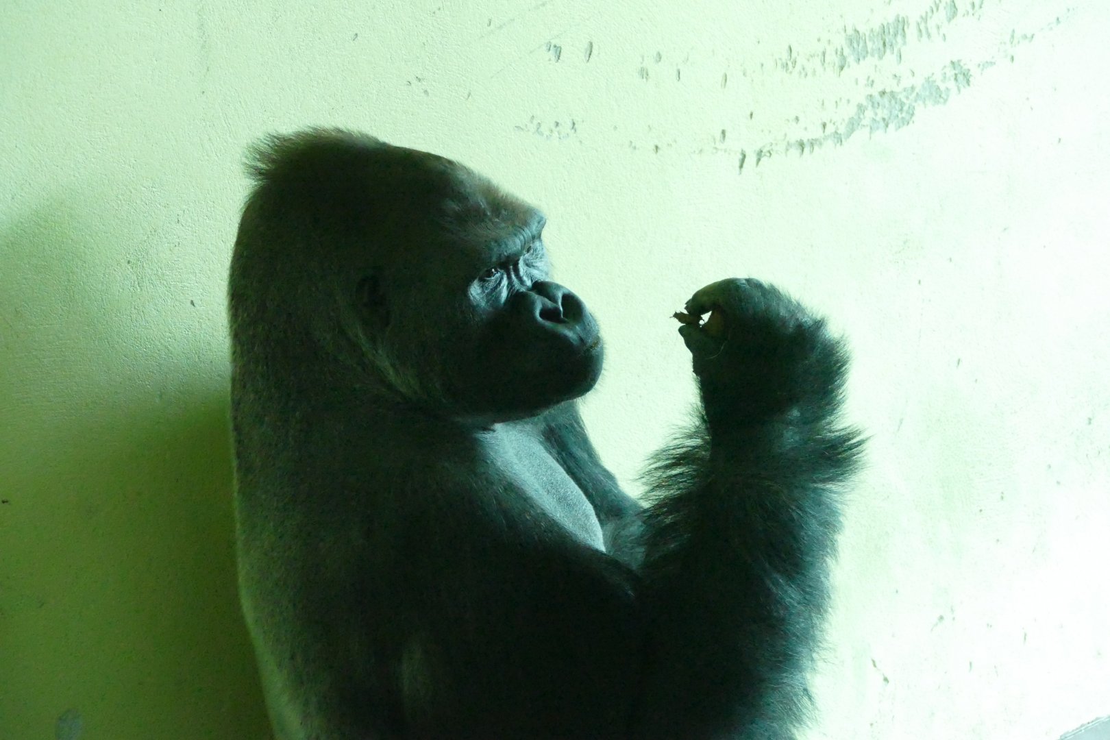 Gorilla, Kiondo, December 2017