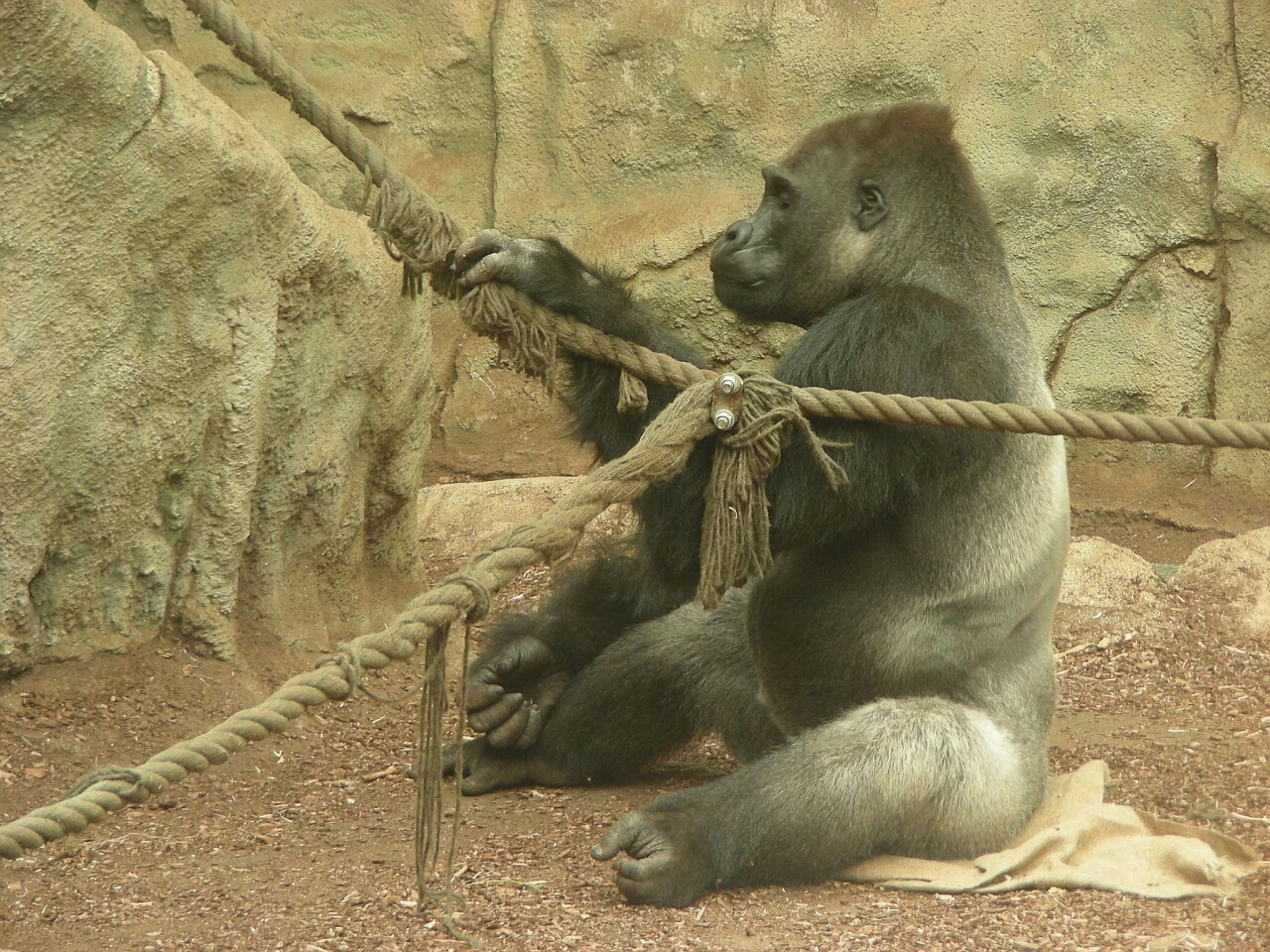 Gorilla Kisumu