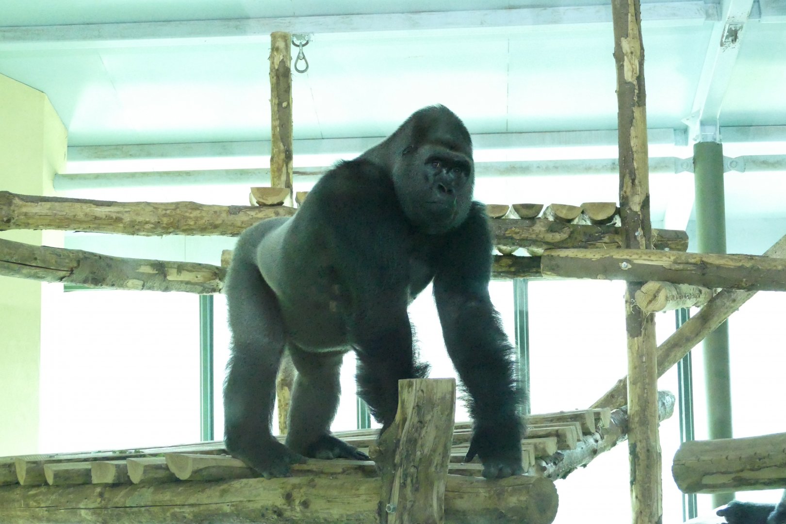 Gorilla, Kivu. December 2017