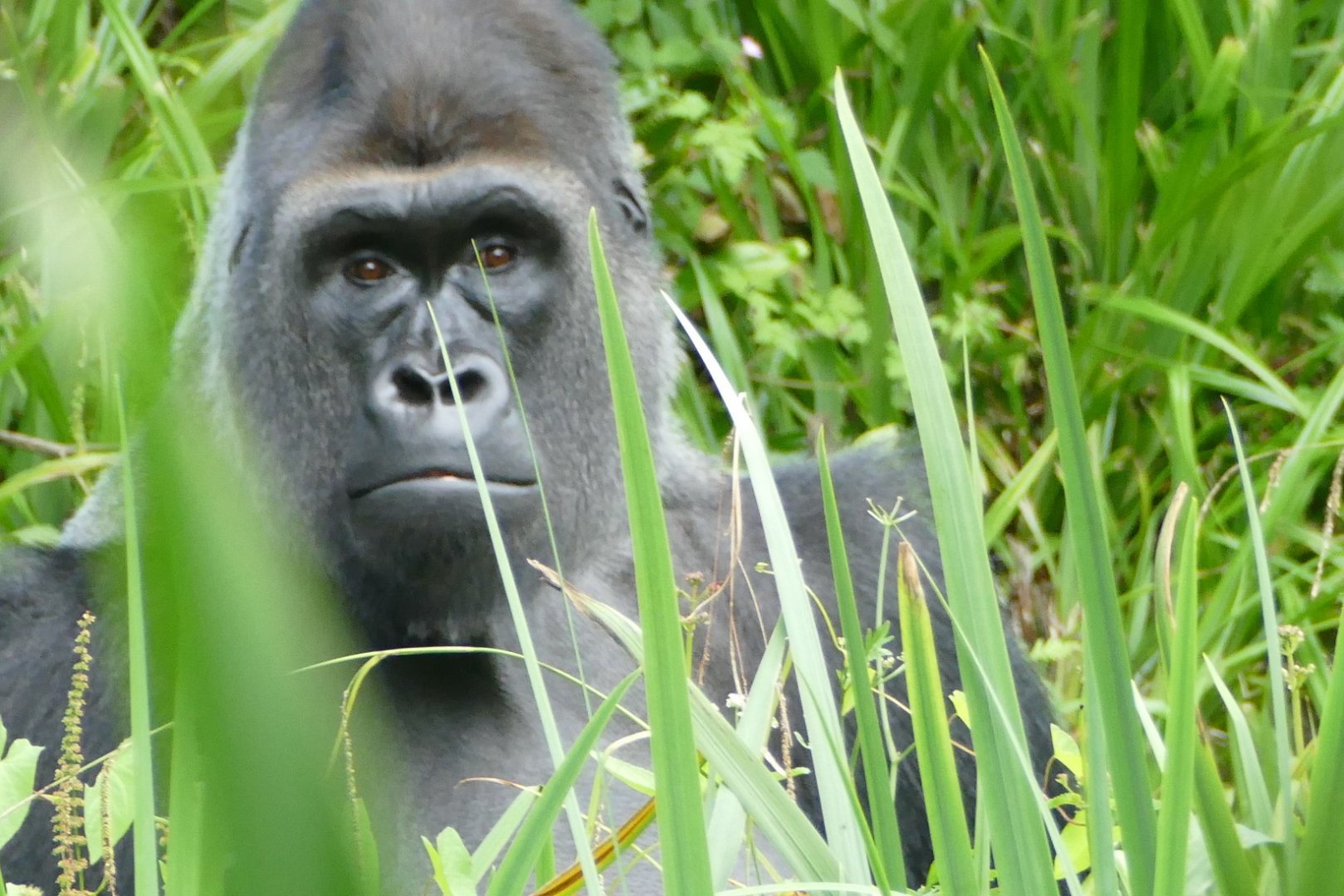 Gorilla Kivu, re-opening day 6 July 2020