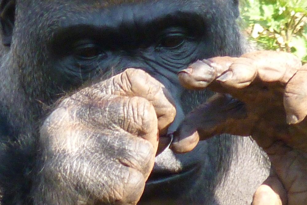 Gorilla Kumbuka 28 March 2012