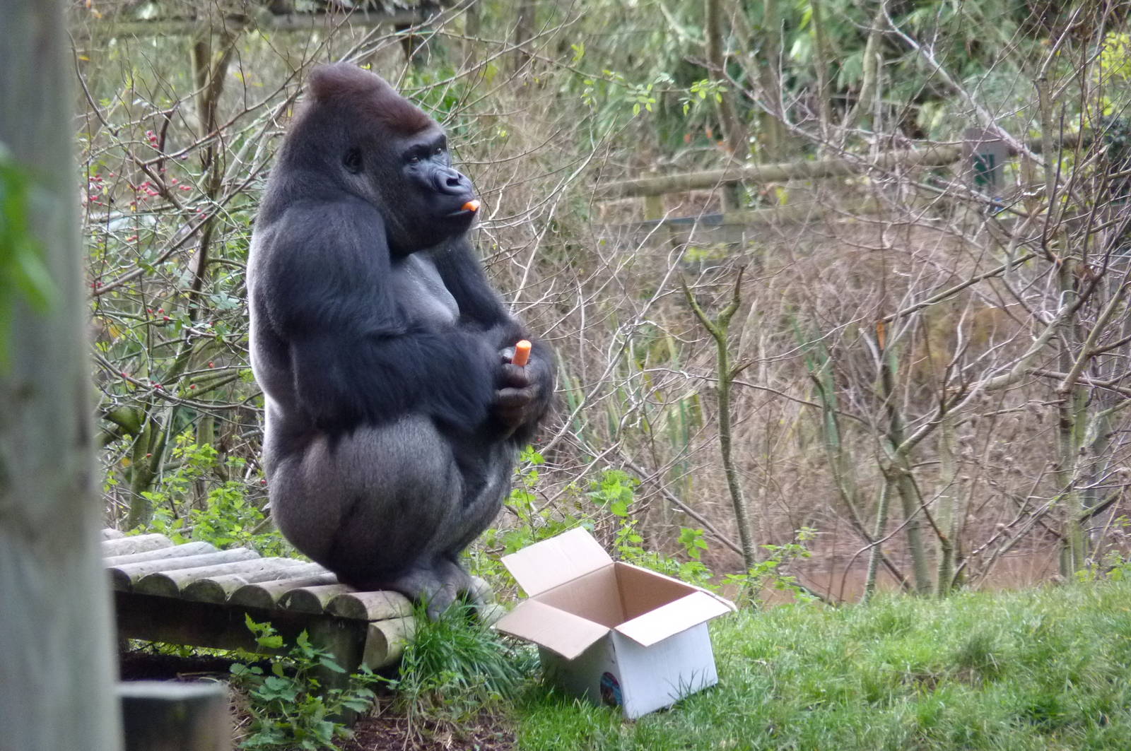 Gorilla, Kumbuka, 28 November 2012