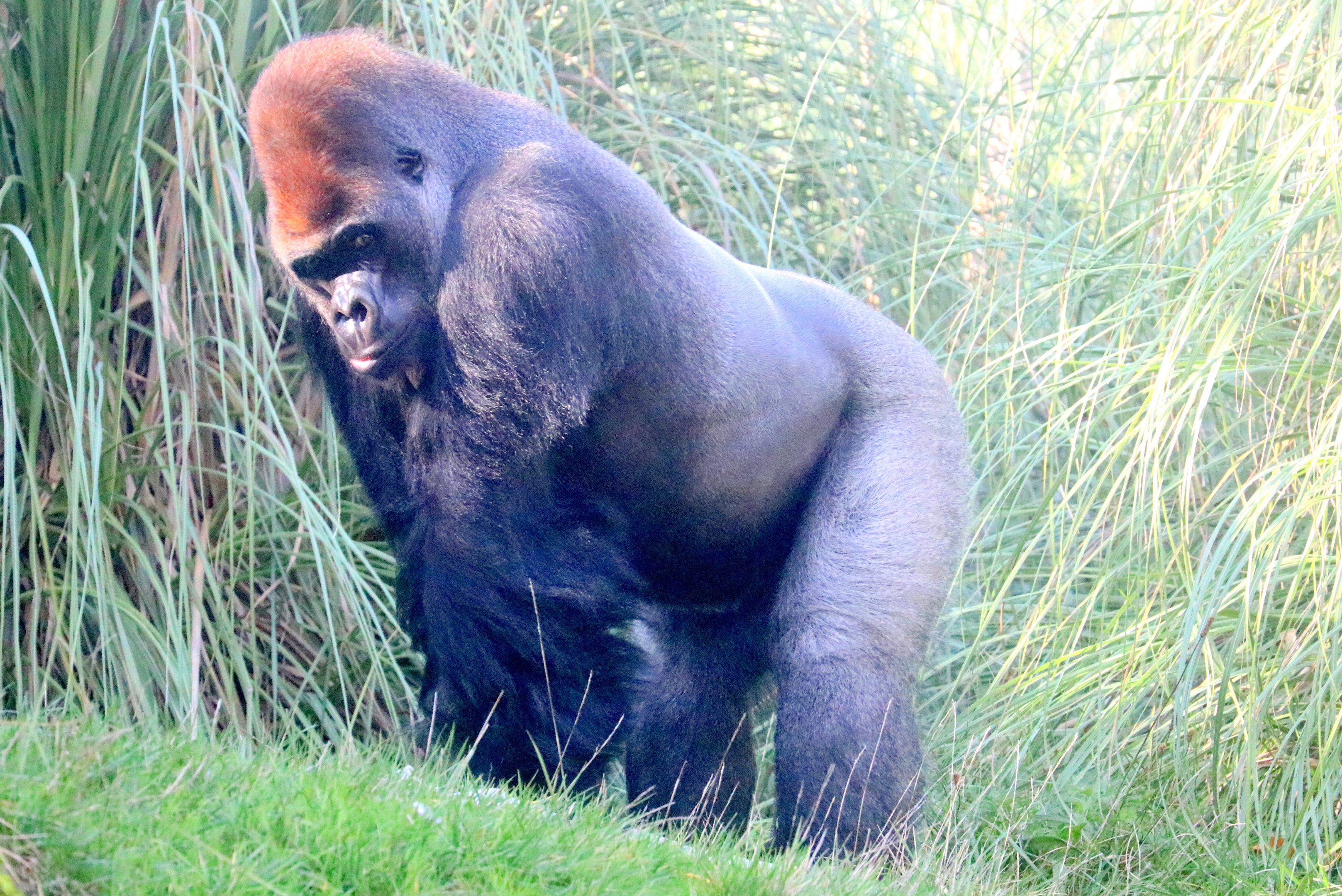 Gorilla "Kumbuka"; London Zoo, 22nd October 2019