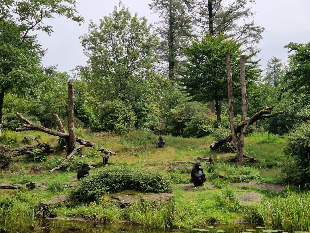Gorilla/ L'hoest Monkey  feeding