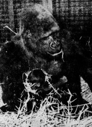 Gorilla Linda with Vip