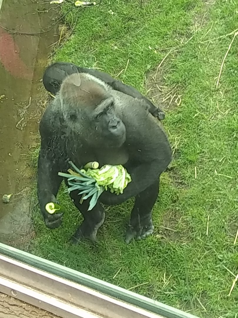 Gorilla Lunch time
