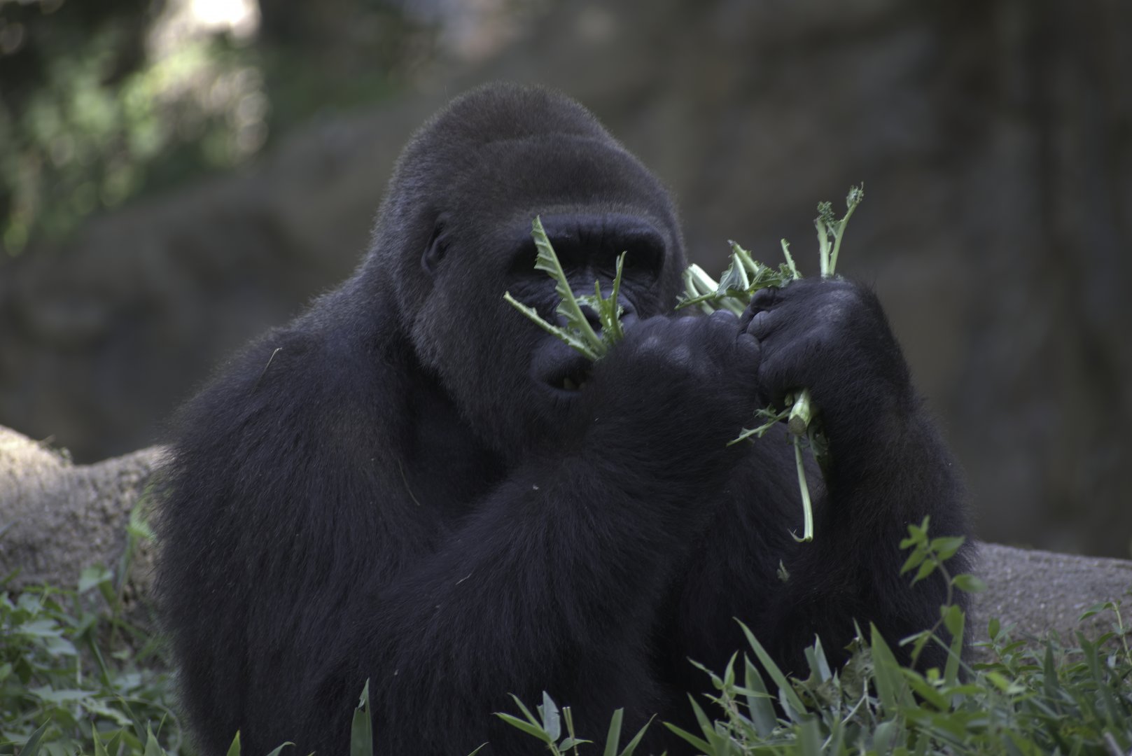 Gorilla Lunch