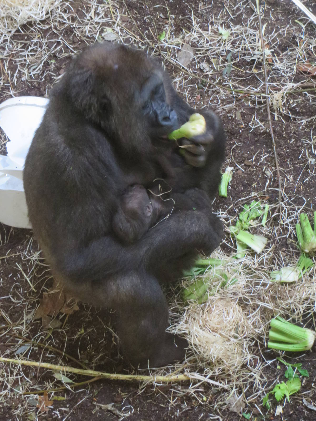 Gorilla Makoua with infant