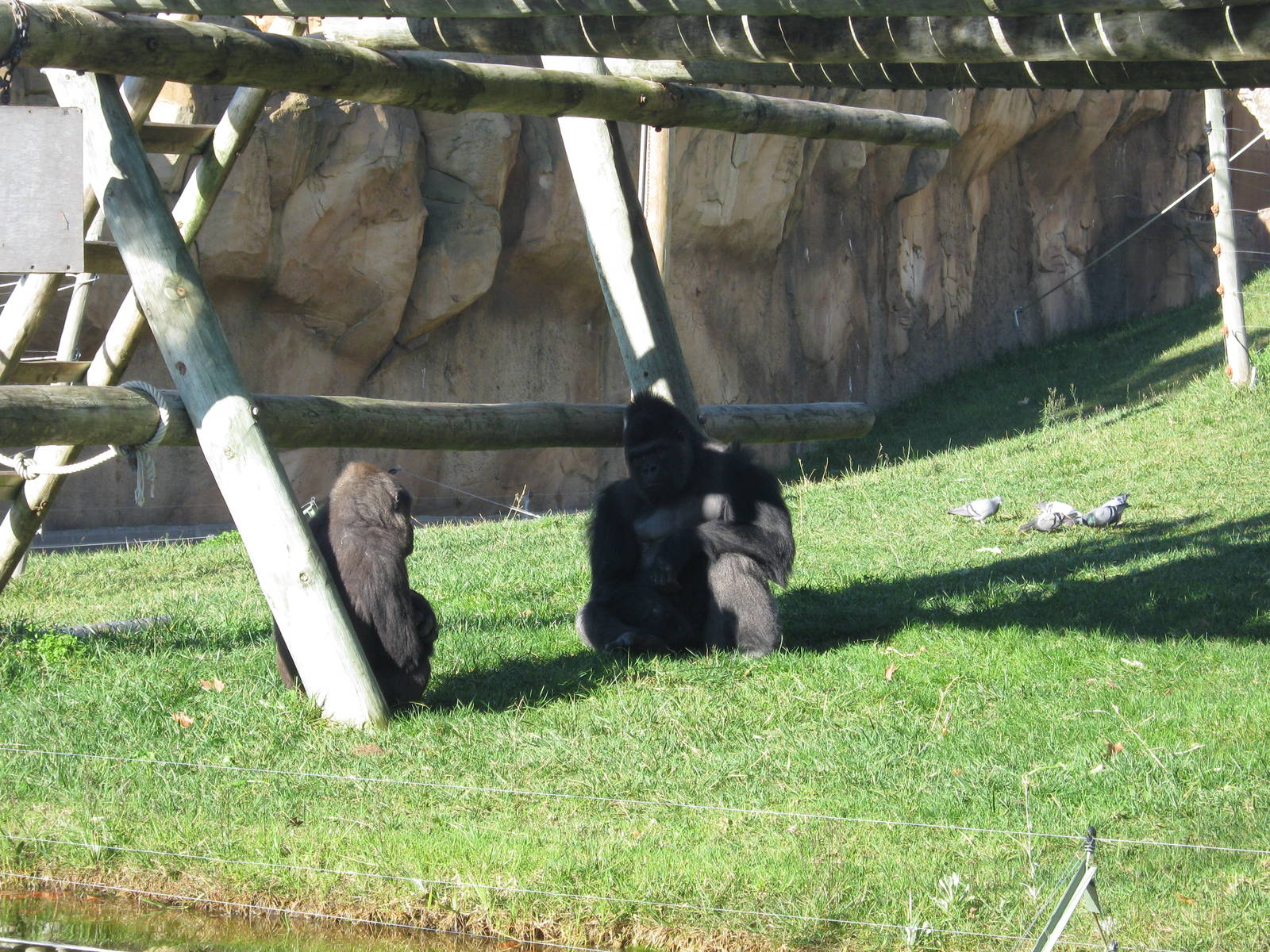Gorilla Male and Female