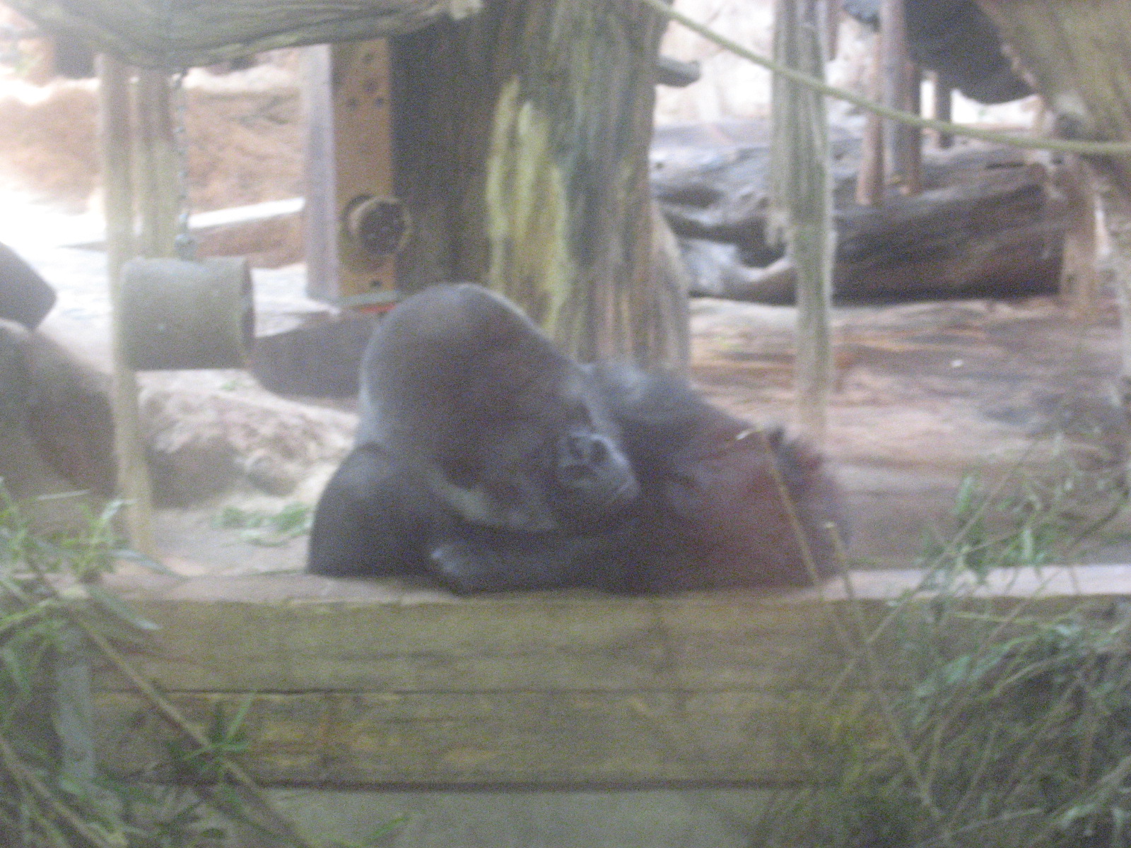 Gorilla male in Kolmården Zoo!