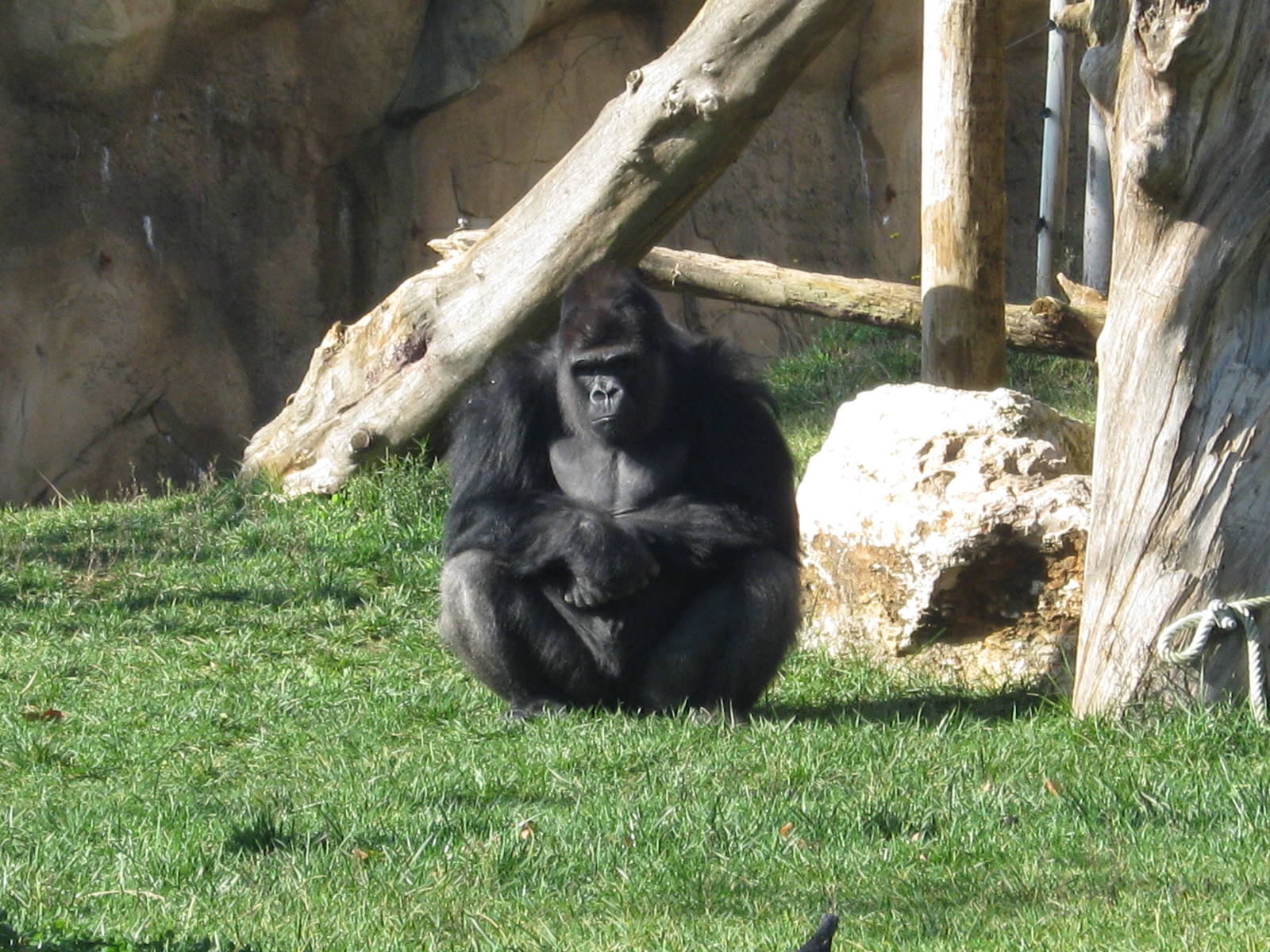 Gorilla male (Nasibu)