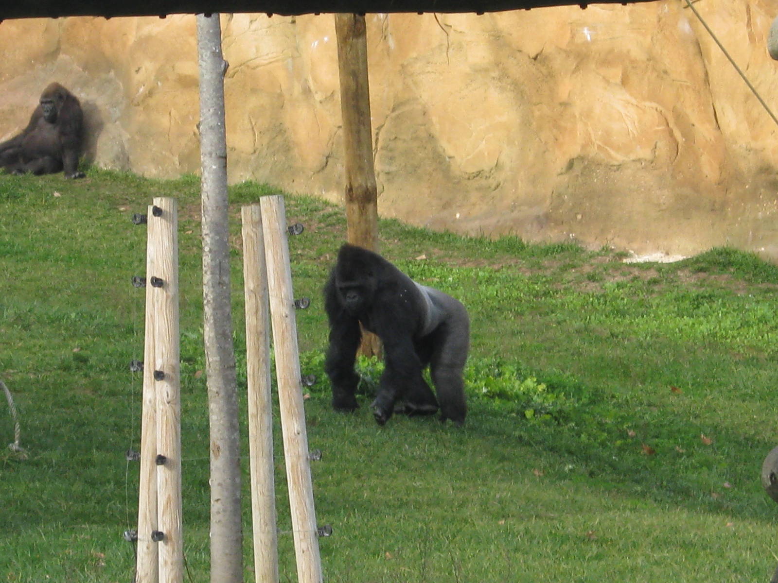 Gorilla male (Nasibu)