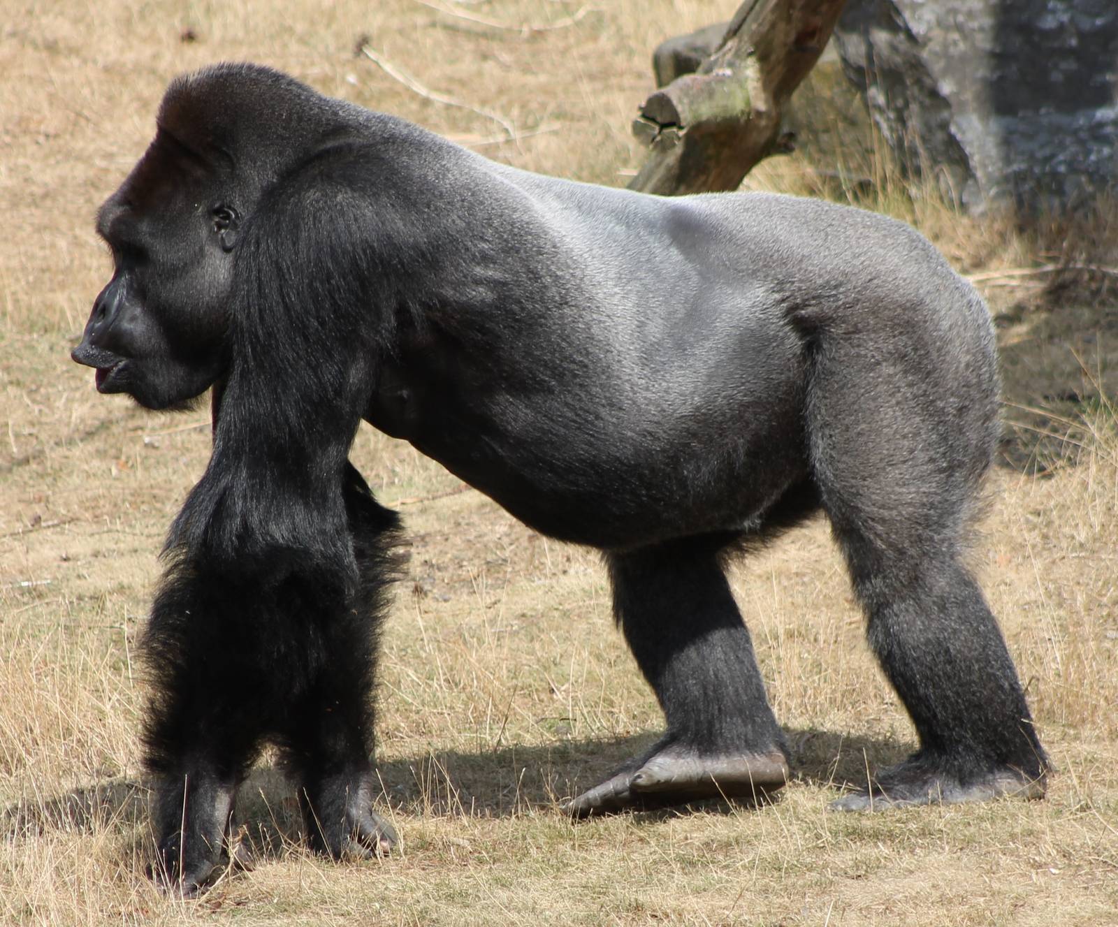 Gorilla male