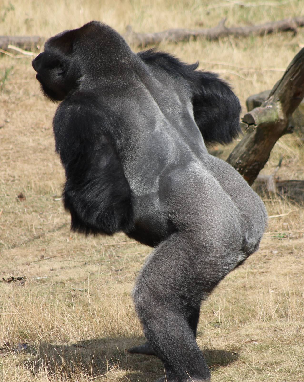 Gorilla male