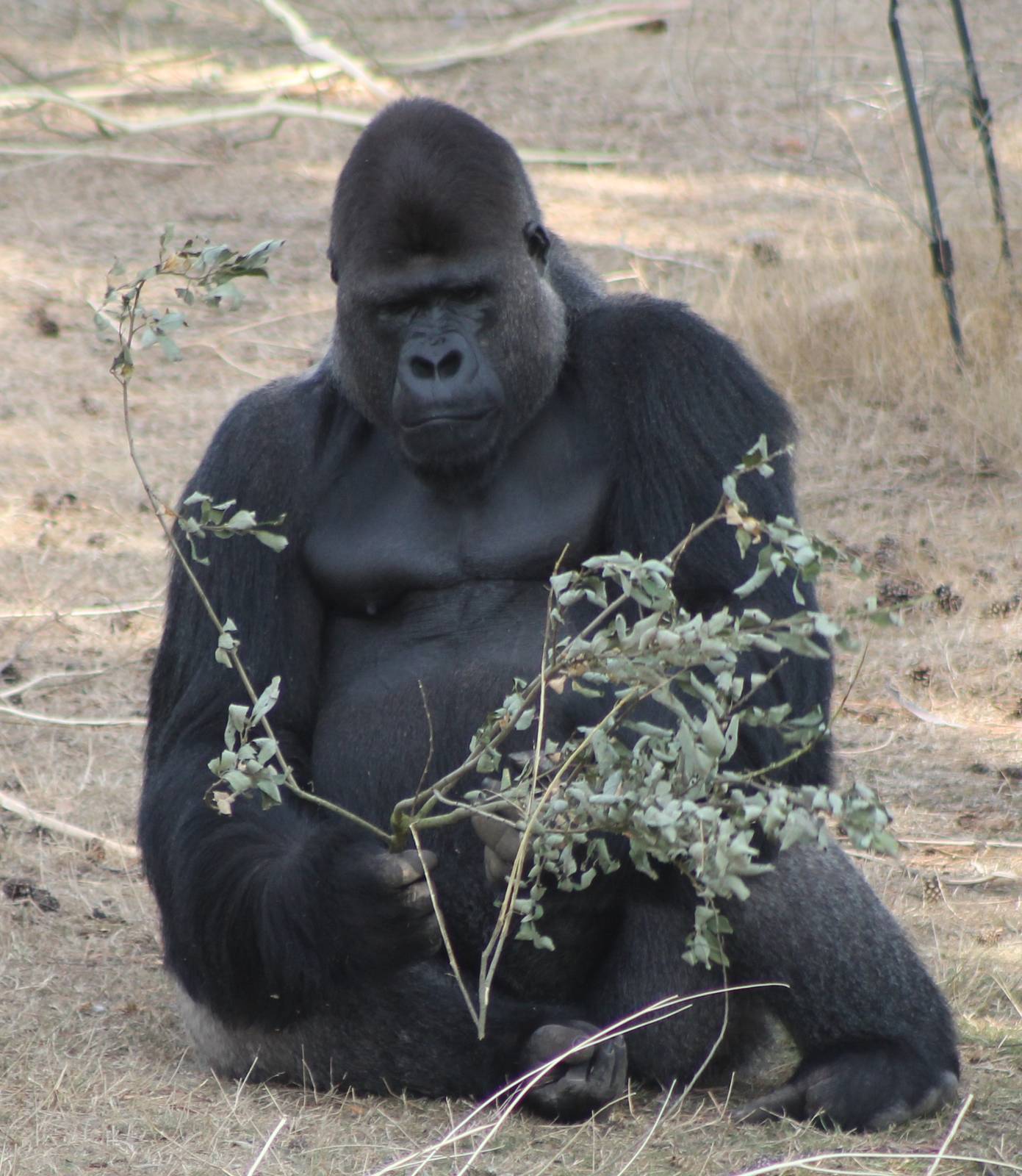 Gorilla male